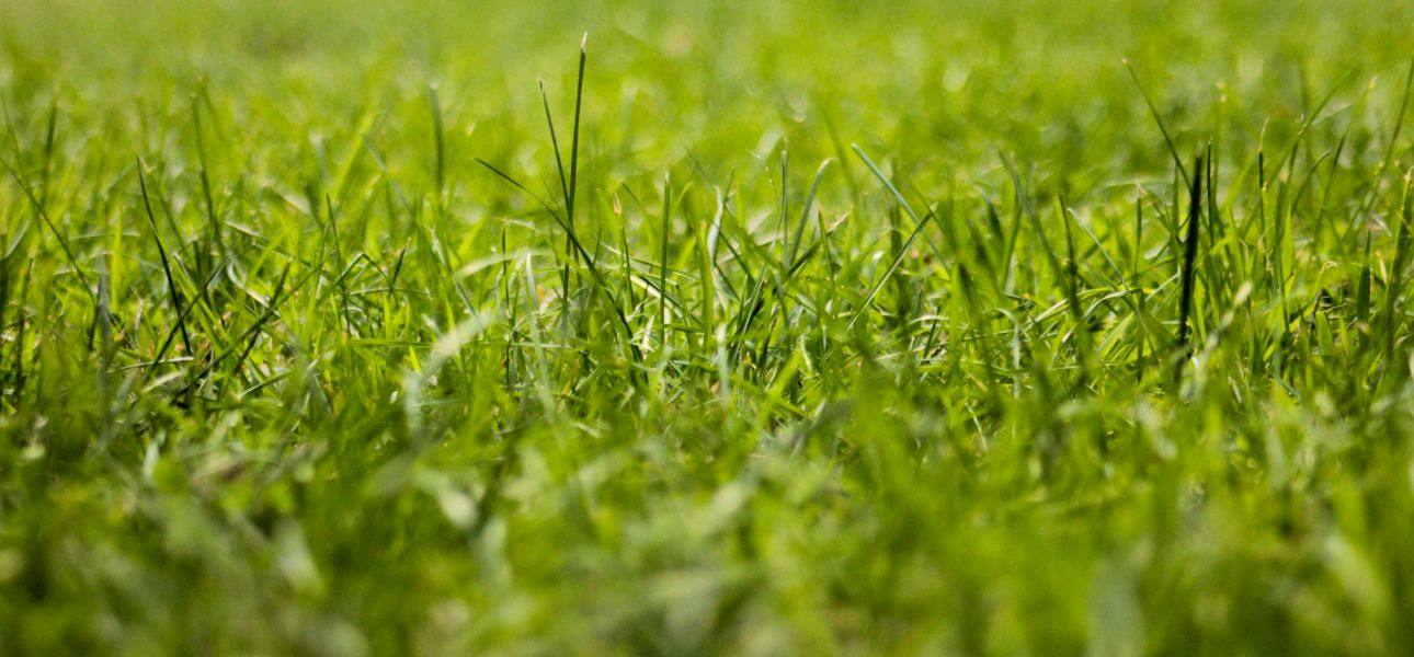 can-too-much-fertilizer-cause-thatch-buildup