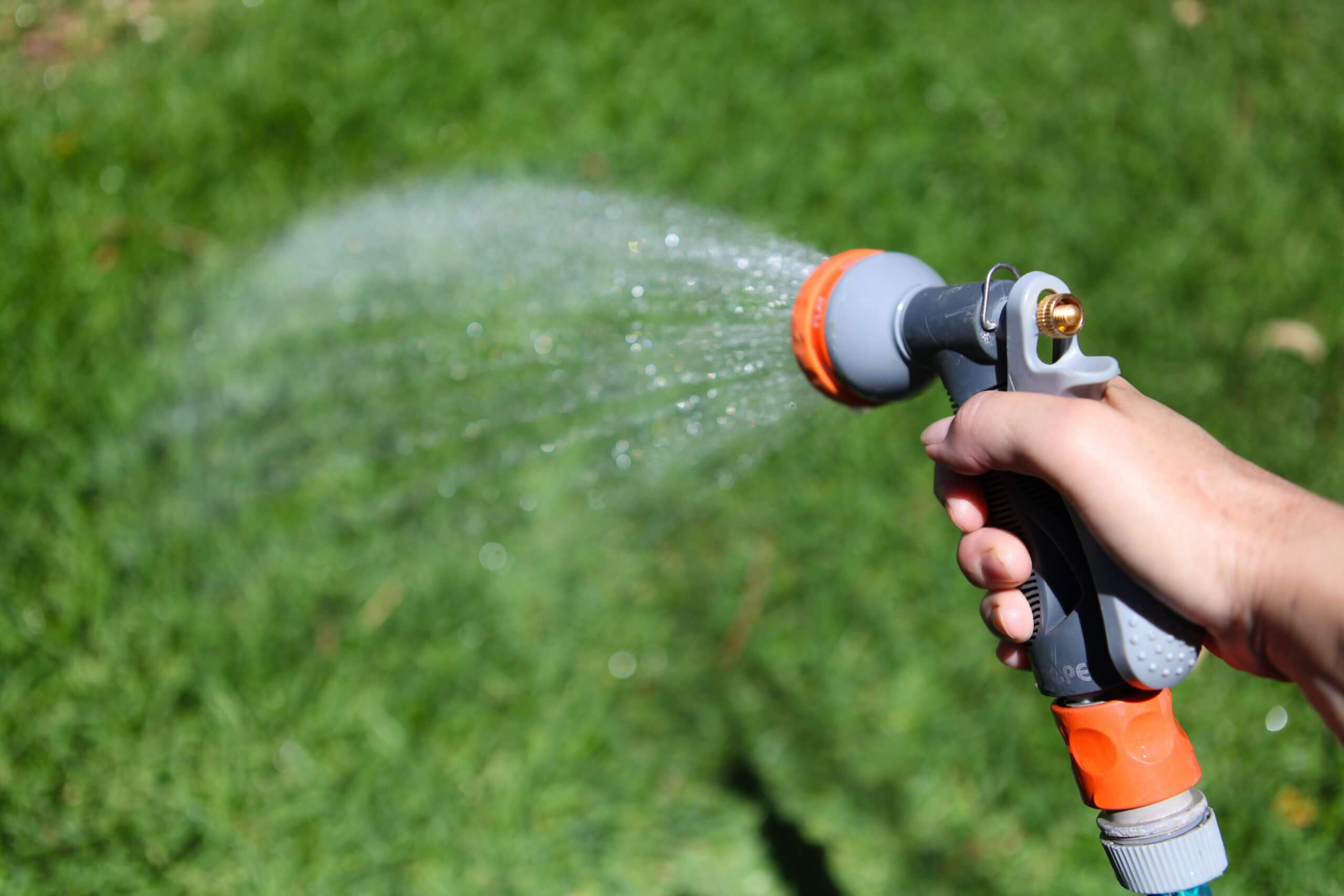 Will Watering Revive Dead Grass?
