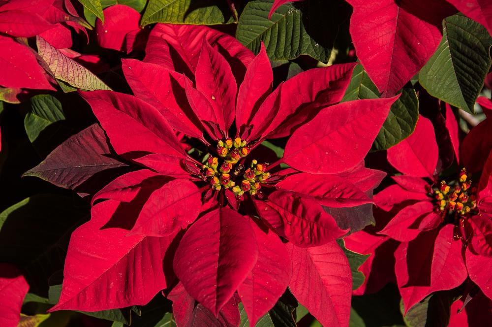 can-you-grow-poinsettias-outside-in-florida