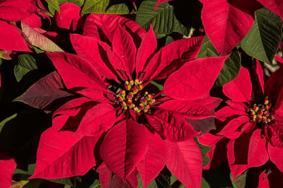 Can You Grow Poinsettias Outside in Florida?