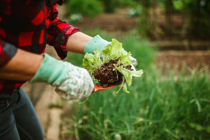 Choosing the Right Soil for Your Garden | NutriPod®