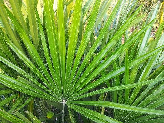 Winter-Proof Your Landscape With These 11 Cold-Hardy Palms
