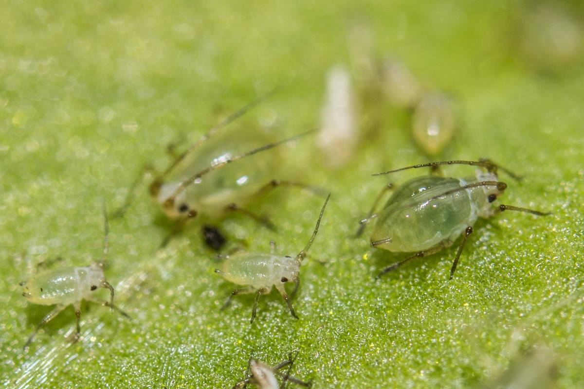 6 Common Pests in Leafy Greens | NutriPod®