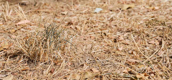 dead-vs-dormant-grass-how-to-tell-difference
