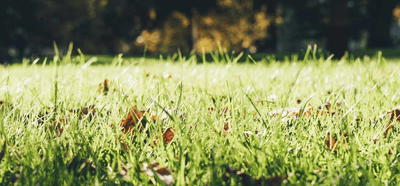 Spring Lawn Care