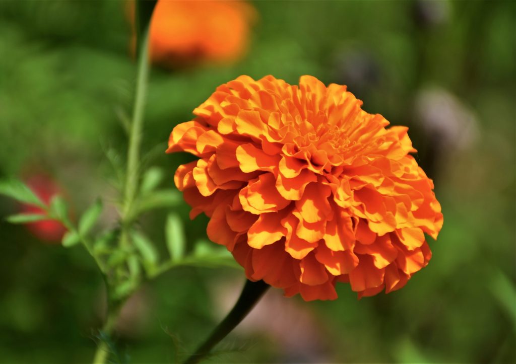 Celebrate Easter with These Hardy Flowers for Your Garden
