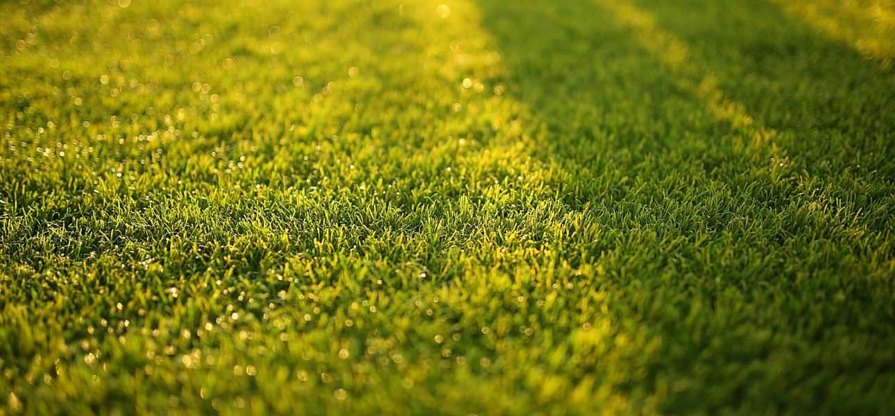 eco-friendly-lawn-care-practices