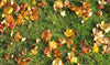 When to Plant Grass in Fall (And When You’re Too Late)