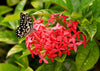 10 Fast-Growing Flowering Shrubs for Color