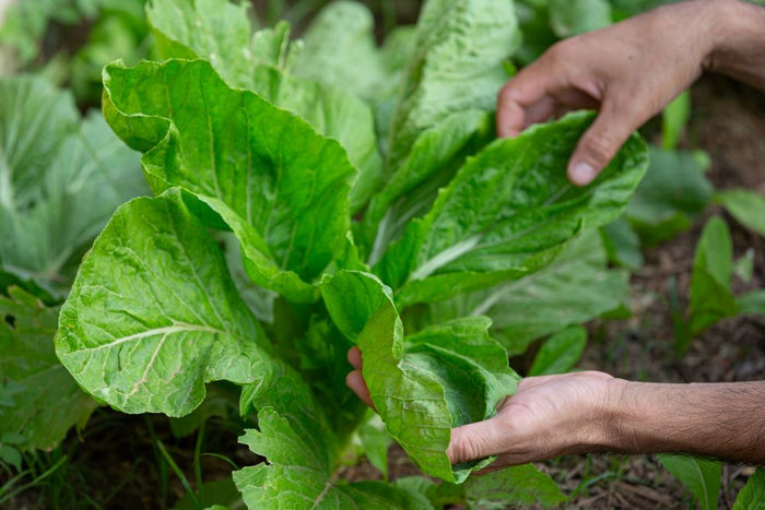 Fresh Picks: Fast-Growing Vegetables for Spring | NutriPod®