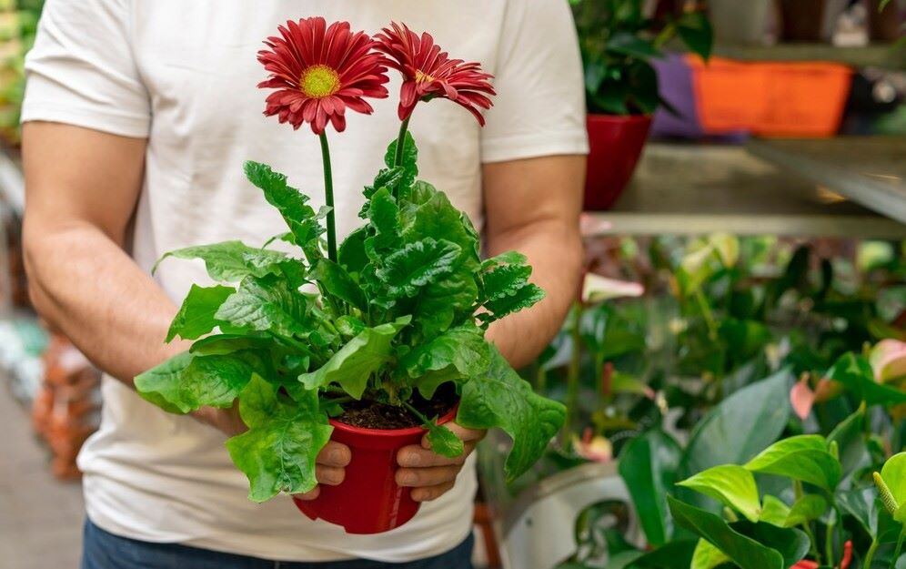 fertilizer-for-annuals