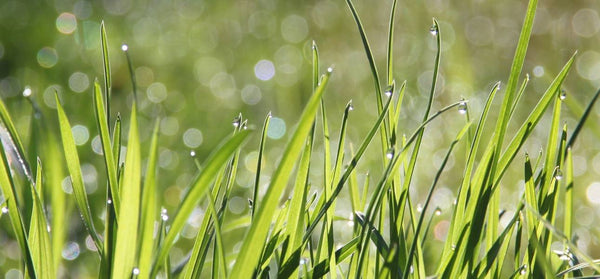 fertilizer-for-new-grass