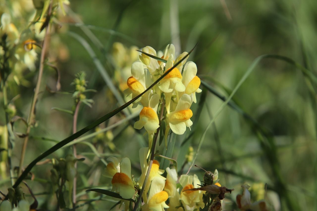 gardening-trends-2026