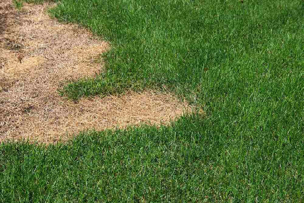 grass-turns-brown-after-fertilizing