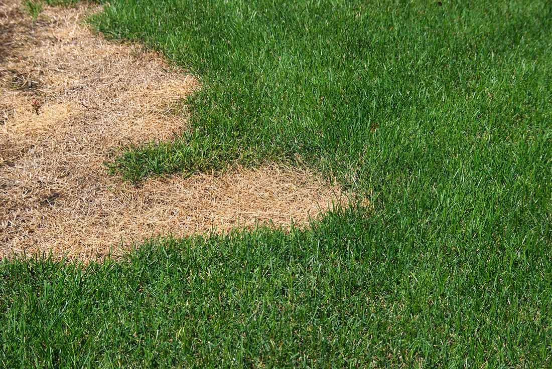 Grass Turning Brown After Fertilizing