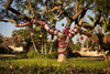 Your Lawn, Holiday-Ready: How to Get a Picture-Perfect Lawn