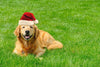 Holiday Yard Prep Tips for Family and Pets