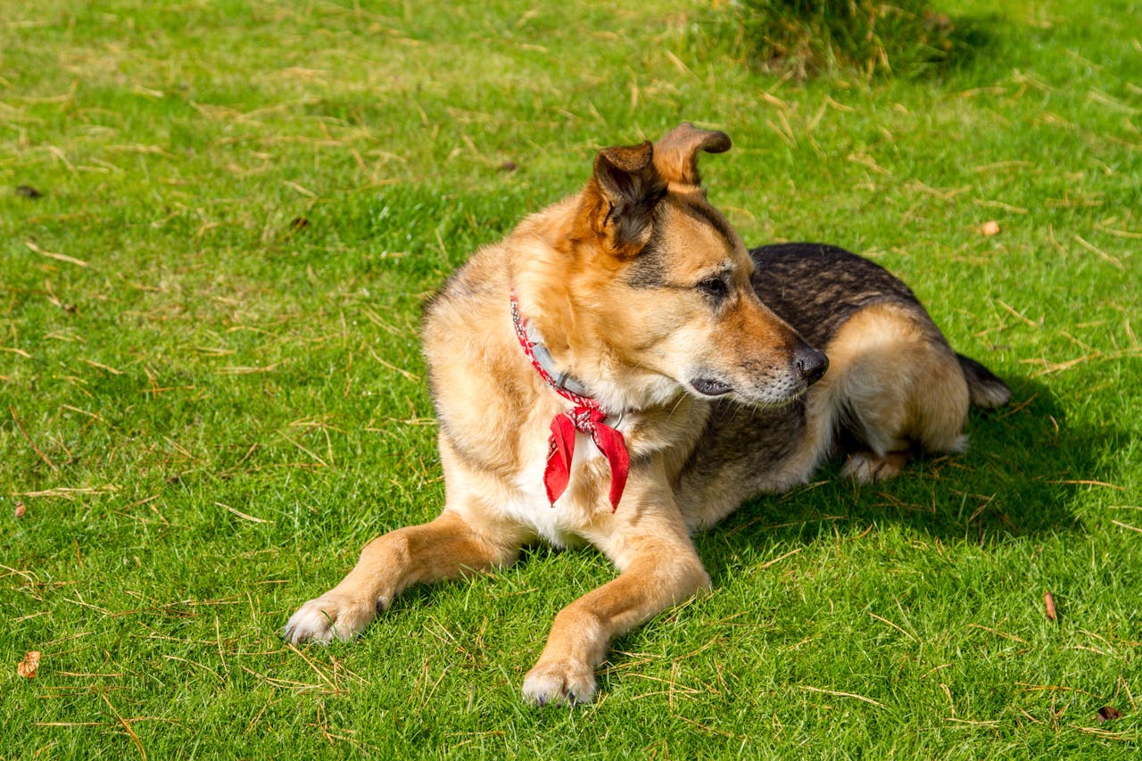 how-do-i-get-rid-of-fleas-in-my-yard