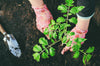 How Fertilizer Affects Nutrient Cycle and Why It Matters