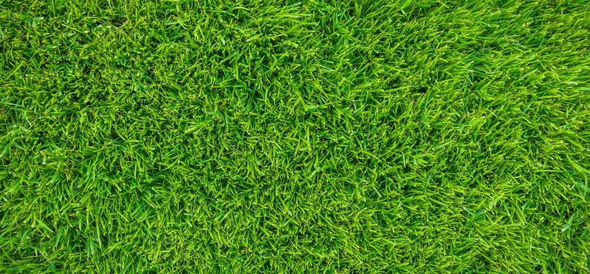 healthy lawn