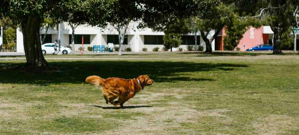 how-long-does-it-take-to-recover-damaged-grass