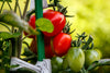 Fertilizer Overload: How NutriPod Helps You Avoid Overdoing It
