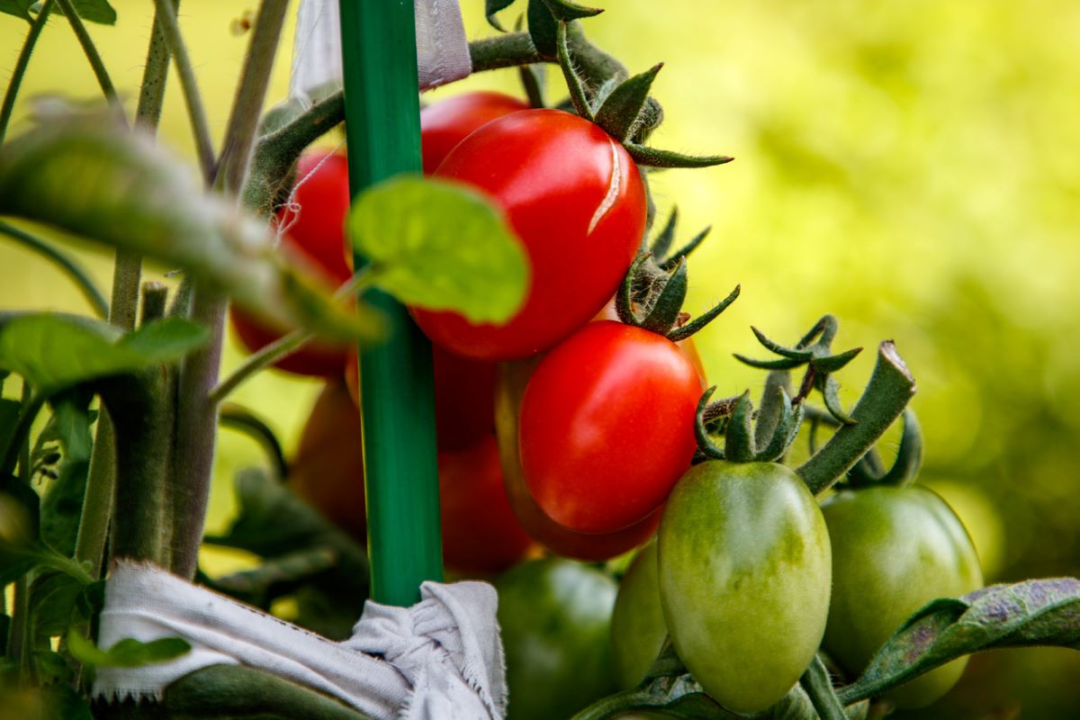 how-nutripod-avoids-over-fertilizing