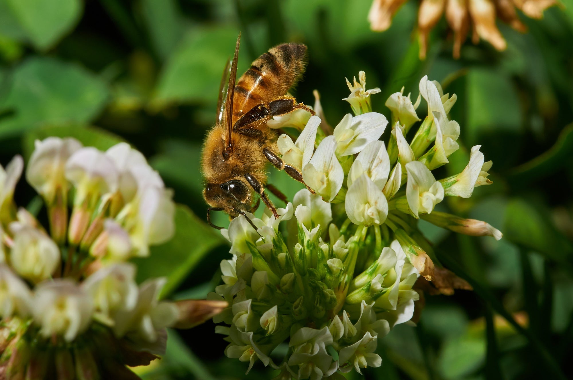 How to Attract Pollinators to Your Garden & Why You Should