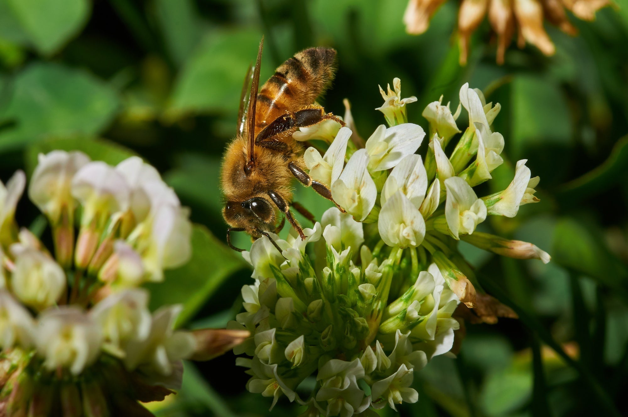 How to Attract Pollinators to Your Garden