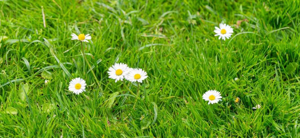 Practices to Control Weeds in Your Lawn