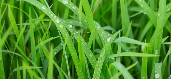 how-to-drain-waterlogged-lawn