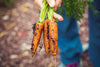 Carrots and Beets: How to Grow Root Veggies That Thrive in Fall