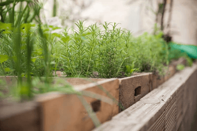 How to Improve Soil Health in Raised Garden Beds