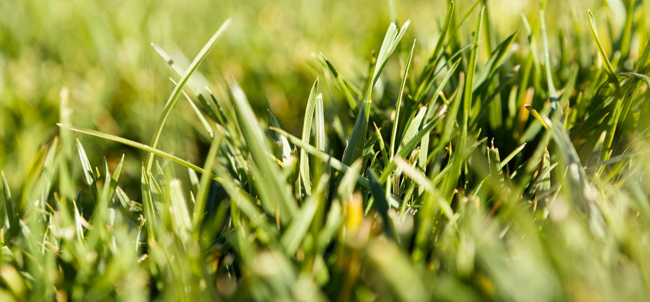 How to Keep Grass Green During Drought NutriPod