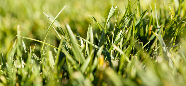 how-to-keep-your-grass-green-during-drought