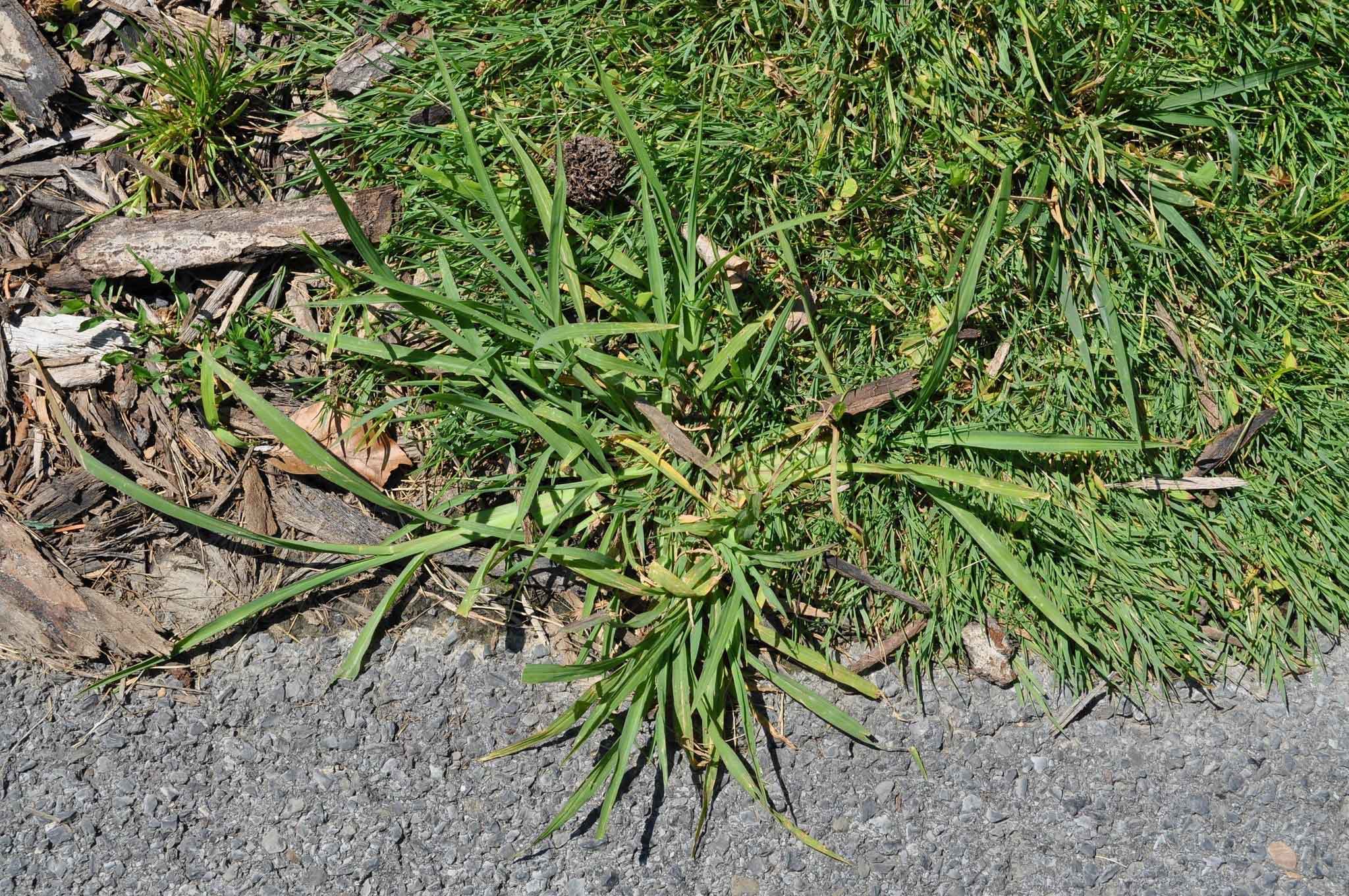 How to Kill Crabgrass and Recover Your Lawn