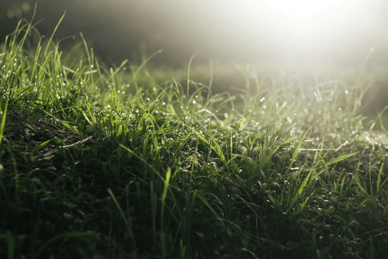 5 Landscaping Tips to Manage Excess Water in Lawns