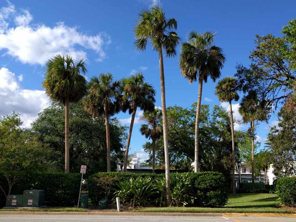 how-to-prepare-palm-trees-for-summer