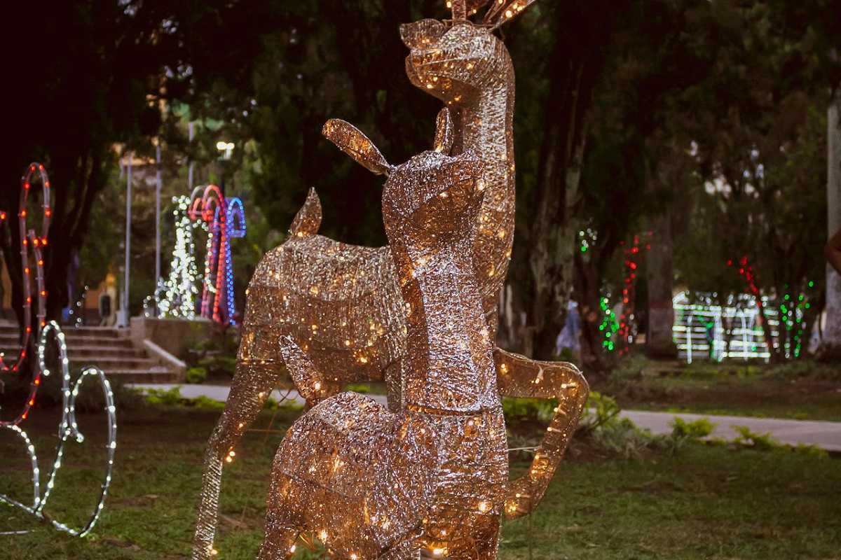 how-to-protect-garden-beds-while-decorating-this-holiday