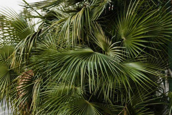 how-to-prune-palm-trees