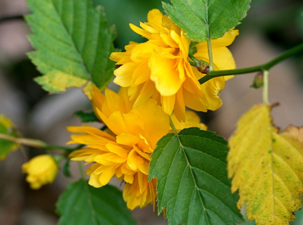 how-to-remove-yellow-leaves-on-plants