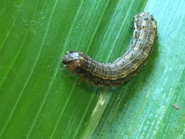 how-to-repair-armyworm-damage