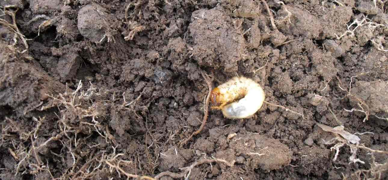 how-to-repair-lawn-after-grub-damage