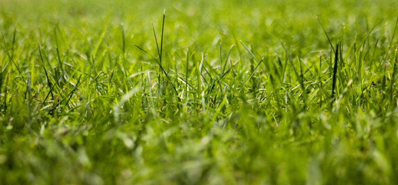 How to Restore Lawn After Drought – NutriPod