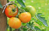 How to Stake Tomatoes the Right Way: Determinate vs. Indeterminate