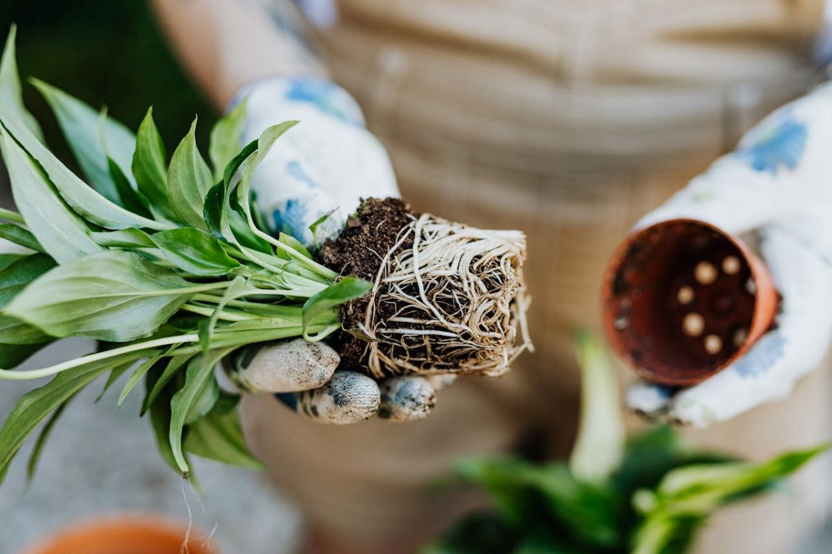 how-to-transfer-potted-plants-to-garden
