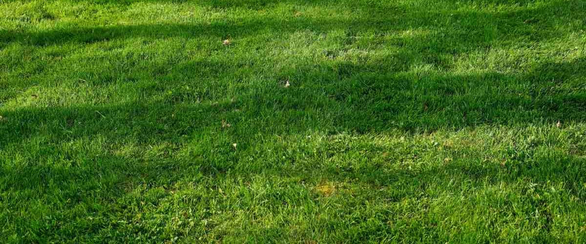 improving-drought-tolerance-in-lawns