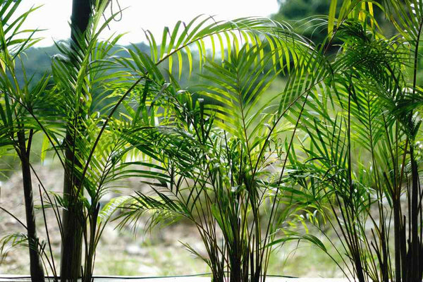 Tropical Oasis: Expert Tips for Landscaping with Palm Trees