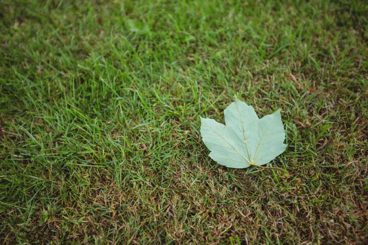 Lawn Reset: 5 Practical Updates to Refresh Your Yard