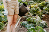 5 Money-Saving Tips for Gardening